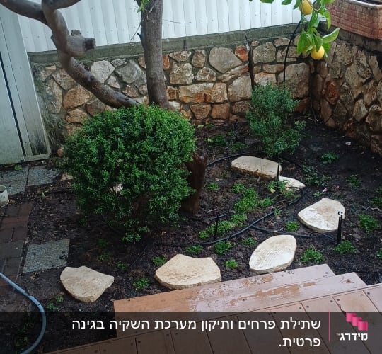 עץ לימון עם פירות, שביל אבנים בגינה